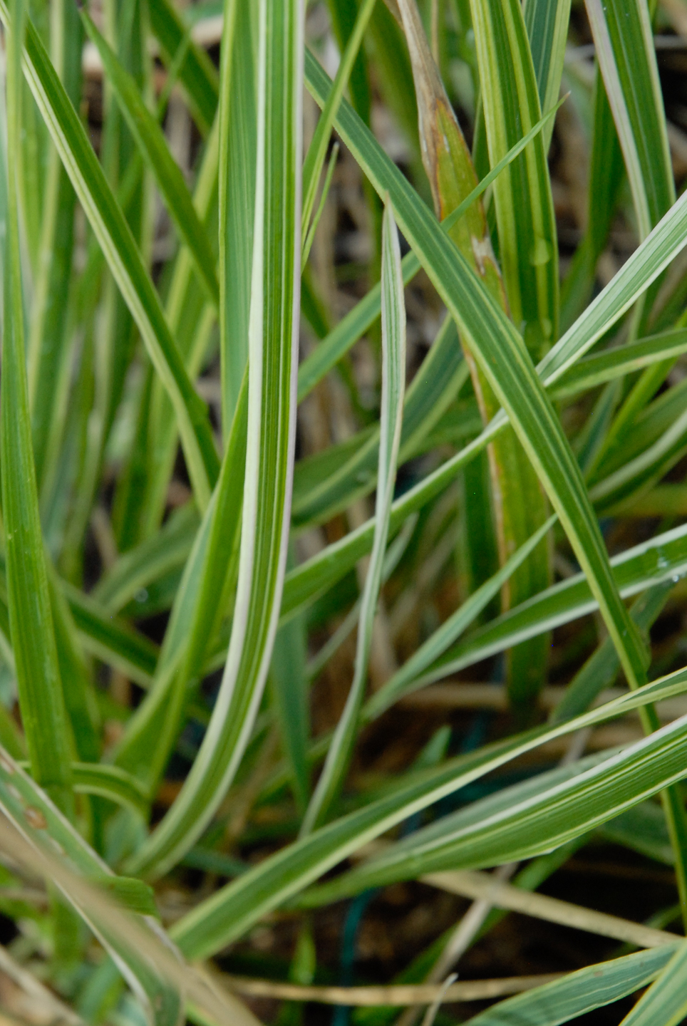 Overdam Feather Reed Grass